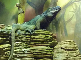 Смотреть фото Игуана-носорог Фото Игуана-носорог