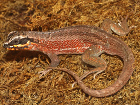 Фото Испаньольская масковая игуана