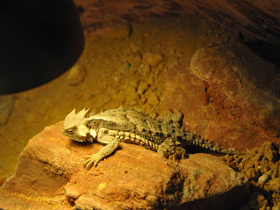 Фото Гигантская жабовидная ящерица