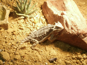 Фото Гигантская жабовидная ящерица