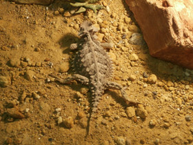 Фото Гигантская жабовидная ящерица