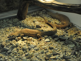 Смотреть фото Кольцехвостый варан Фото Кольцехвостый варан