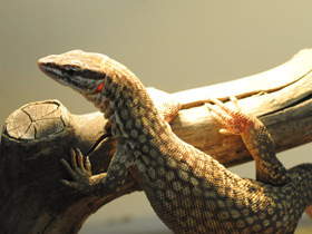 Смотреть фото Кольцехвостый варан Фото Кольцехвостый варан