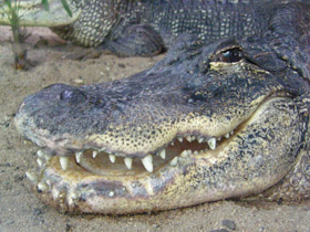 Фото Миссисипский аллигатор