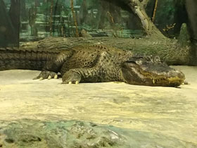 Фото Миссисипский аллигатор