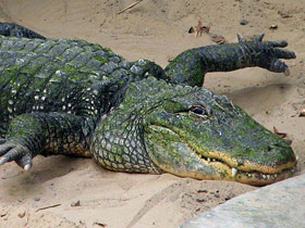 Фото Миссисипский аллигатор