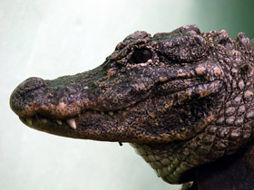 Смотреть фото Китайский аллигатор Фото Китайский аллигатор