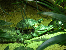 Фото Крокодиловый кайман