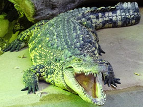 Смотреть фото Прожорливый питон Фото Прожорливый питон