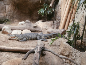 Фото Крокодил Морелета
