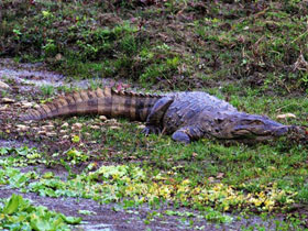 Фото Болотный крокодил