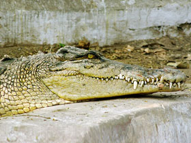 Фото Гребнистый крокодил