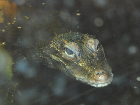 Смотреть фото Тупорылый крокодил Фото Тупорылый крокодил