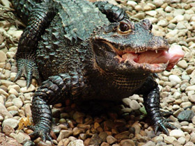 Смотреть фото Тупорылый крокодил Фото Тупорылый крокодил