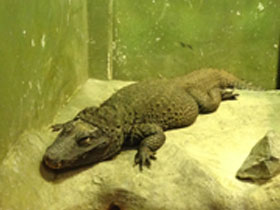 Смотреть фото Тупорылый крокодил Фото Тупорылый крокодил
