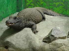 Смотреть фото Тупорылый крокодил Фото Тупорылый крокодил
