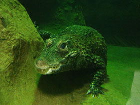 Смотреть фото Тупорылый крокодил Фото Тупорылый крокодил