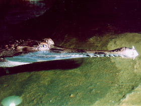 Фото Гавиаловый крокодил