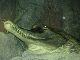 Фото Гавиаловый крокодил