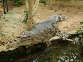 Фото Гавиаловый крокодил