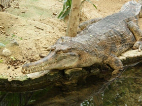 Фото Гавиаловый крокодил
