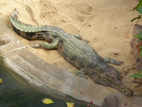 Фото Гавиаловый крокодил