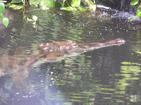 Фото Гавиаловый крокодил