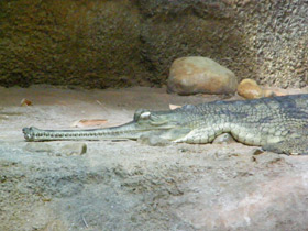 Фото Гавиал