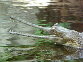 Фото Гавиал