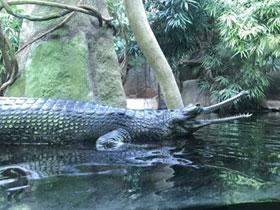 Фото Гавиал