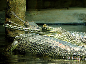 Фото Гавиал