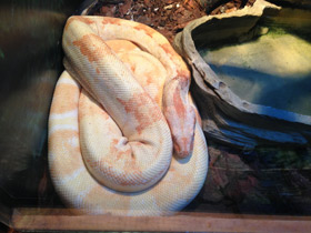 Фото Обыкновенный удав