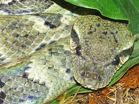 Фото Удивительные животные Мадагаскара. Часть 2