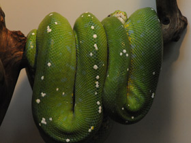 Смотреть фото Зеленый питон Фото Зеленый питон