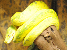 Фото Самый длинный язык у животных