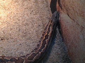 Фото Пятнистый удавчик