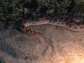 Фото Пятнистый удавчик