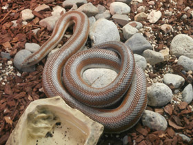 Фото Розовополосый удав