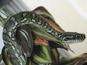 Фото Бриллиантовый питон