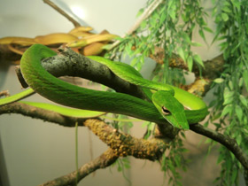 Плетевидная змея