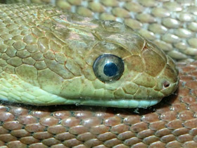 Фото Калифорнийский полоз