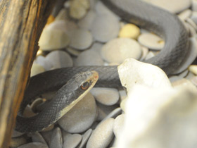 Фото Черный полоз-удав