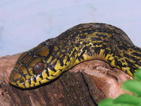 Фото Килеватый полоз