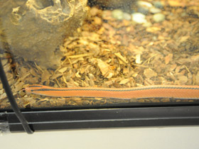 Фото Бамбуковый полоз Кокса