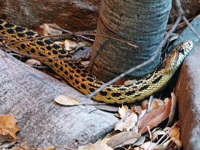 Фото Гоферова змея