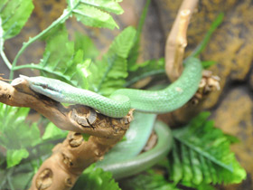 Смотреть фото Носатый полоз Фото Носатый полоз