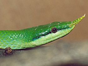 Смотреть фото Носатый полоз Фото Носатый полоз