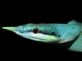 Смотреть фото Носатый полоз Фото Носатый полоз