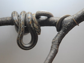 Фото Леопардовый лазающий полоз