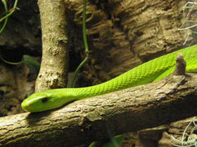 Фото Узкоголовая мамба